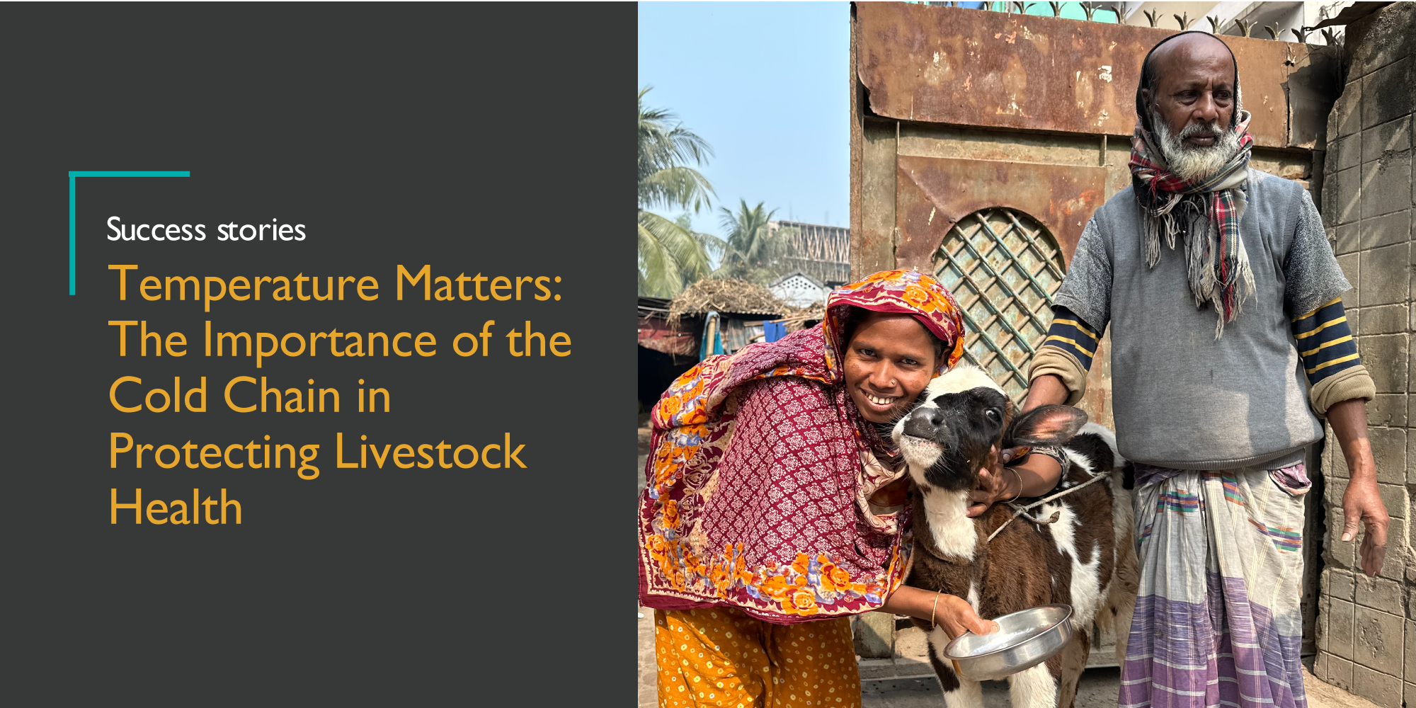 Temperature Matters: The Importance of the Cold Chain in Protecting Livestock Health